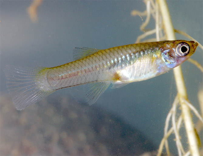 Gambusia affinis